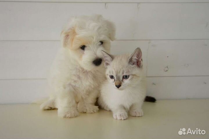 Передержка животных