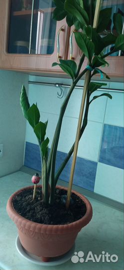 Замиокулькас