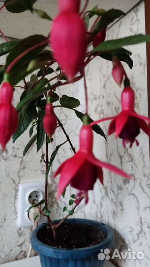 Фуксии сорт Уинстон Черчилль и Patio Princiss