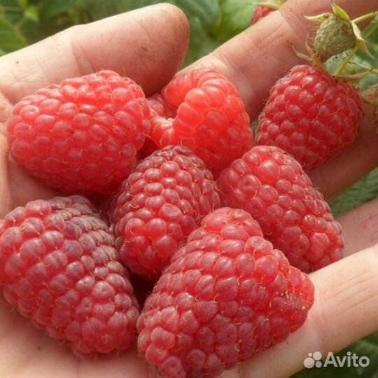 Малина семена