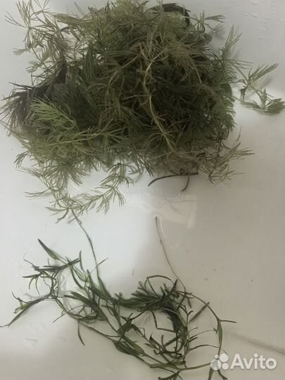 Аквариумные растения