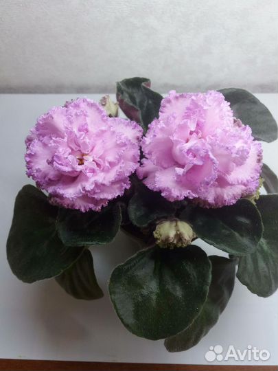 Фиалки сортовые