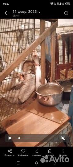 Продам гусей