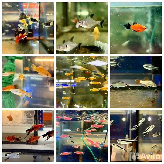 Аквариумные рыбки новый завоз 02.07.23