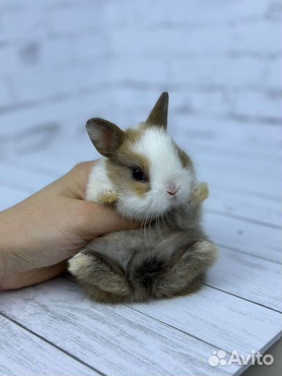 Мини ручной крольчонок