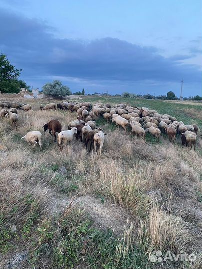 Продажа овец