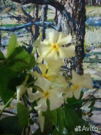 Османтус Строфантус Трахелоспермум Цеструм Телосма