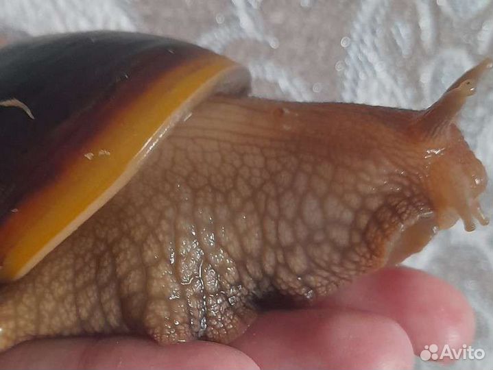 Улитки ахатины. улитята