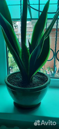 Комнатные цветы