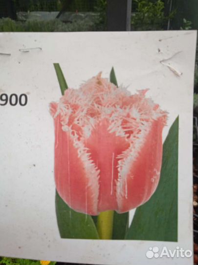 Луковицы тюльпанов