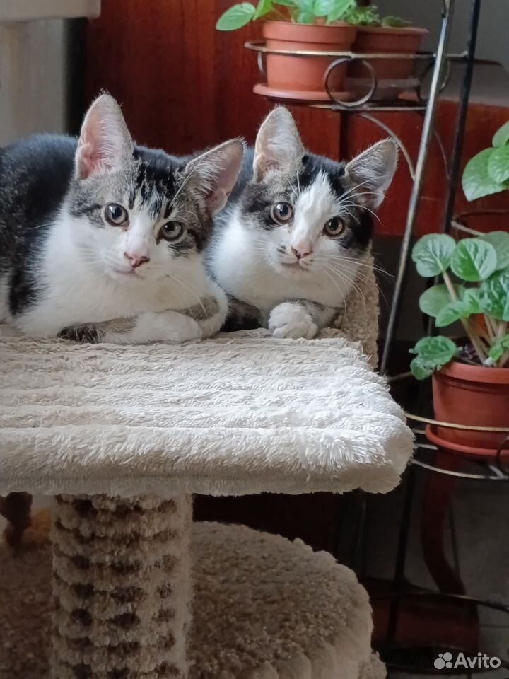 Котёнок в добрые руки, Липецк