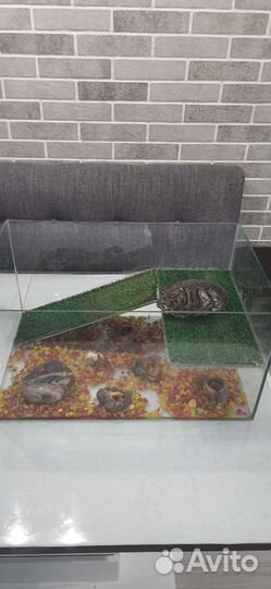 Черепаха с аквариумом