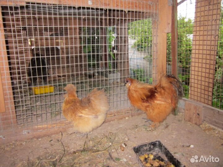 Инкубационное яйцо,цыплята, куры