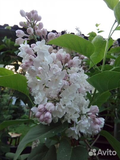 Сирень Красавица Москвы саженцы