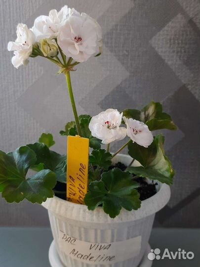 Герань пеларгония в горшке