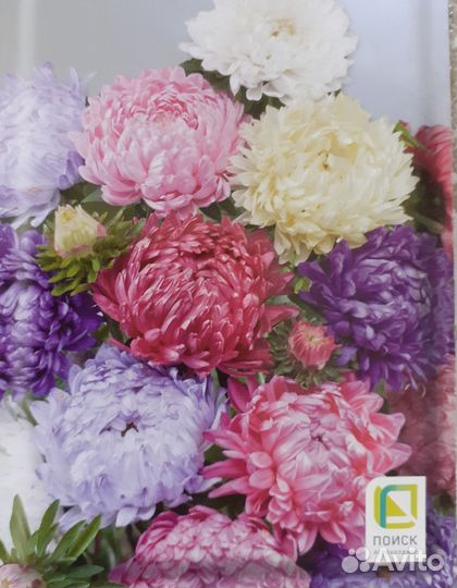 Астра,цинния,бархатцы