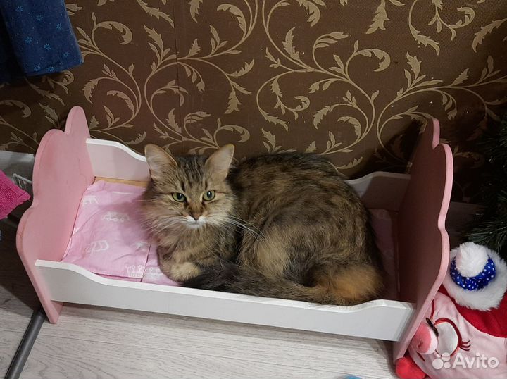 Отдам сибирскую кошку в добрые руки