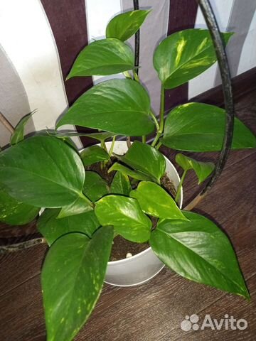 Сциндапсус