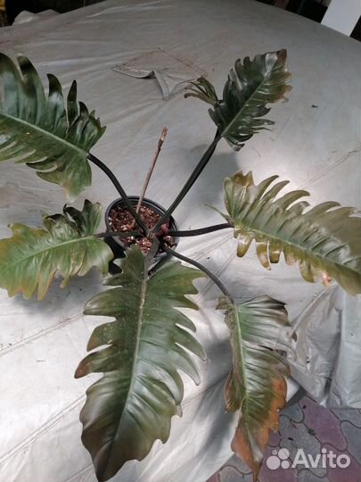 Филодендрон Пинатифидум Голд Сплеш