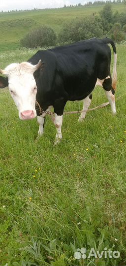 Телки и бычок