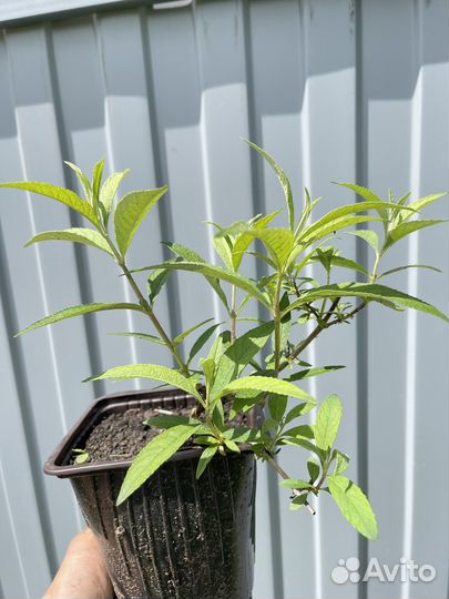 Буддлея Давида