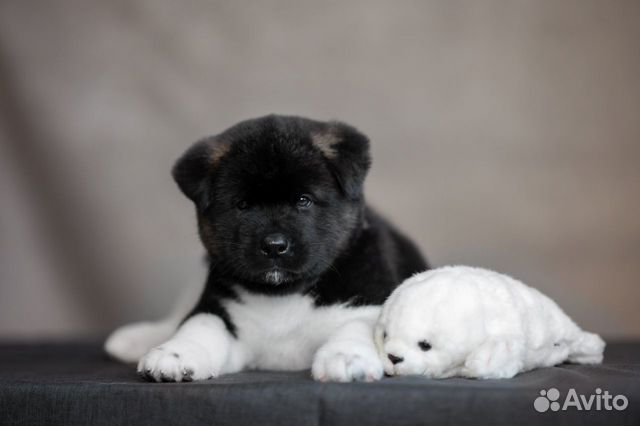 купить собаку во владивостоке. американская акита. охранные собаки. выставка животных фото. кавказская овчарка с дворнягой.