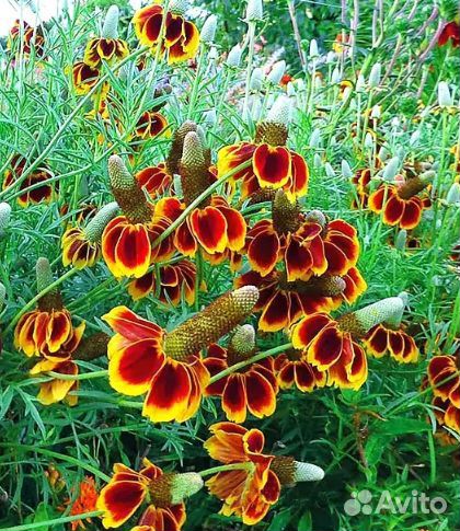 Ратибада многолетняя семена