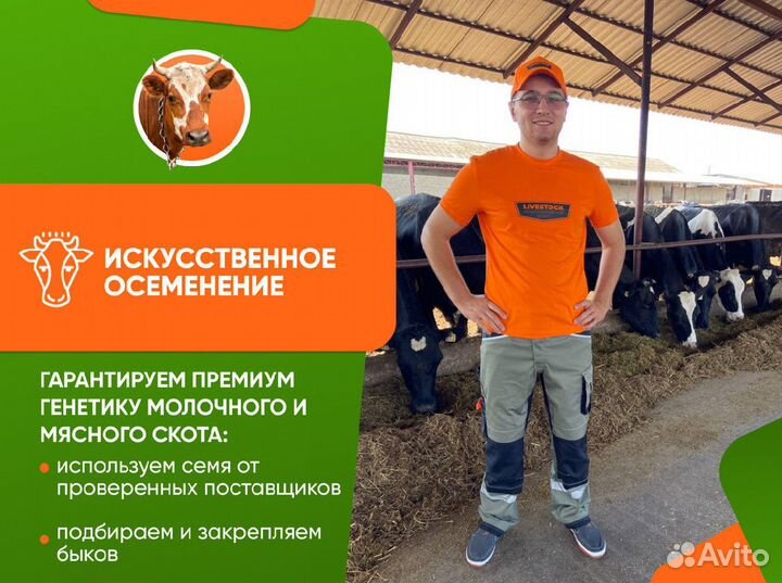 Осеменение коров и телок, узи диагностика