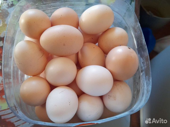 Домашние куриные яйца