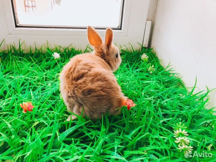 Кролик карликовый мини - редкий очень