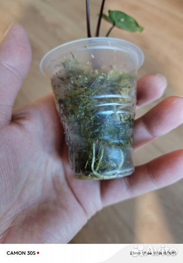 Алоказия блек стем