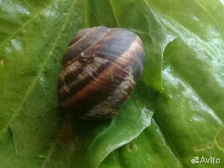 Виноградная улитка