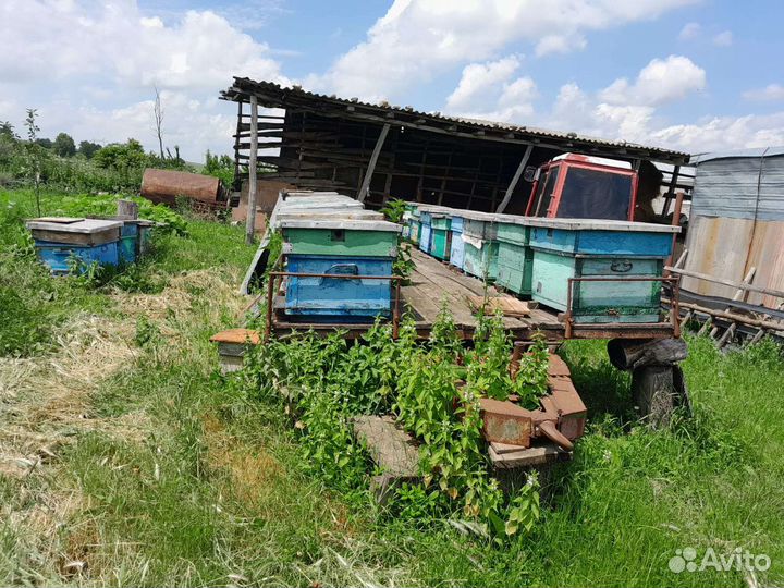 Пчелы улья пасеку