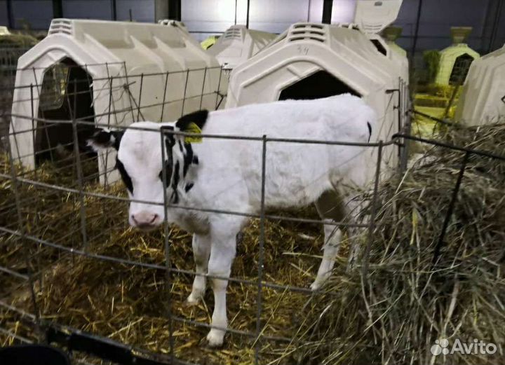 Холмогоры Голштины Бычок Теленок Телки