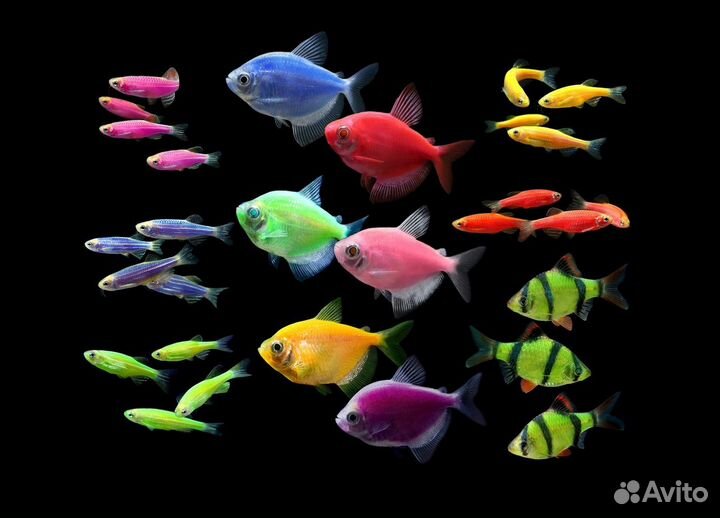 Аквариумные рыбки