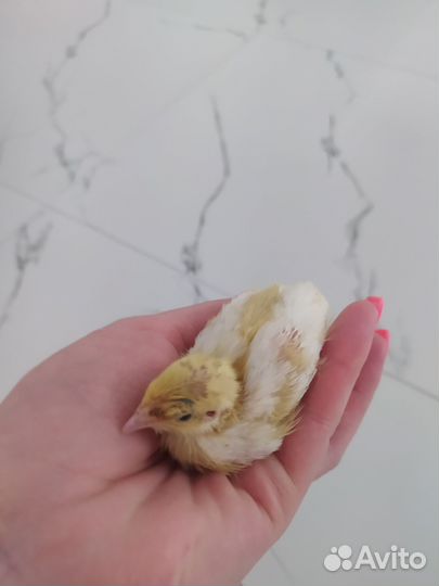 Техасский перепел