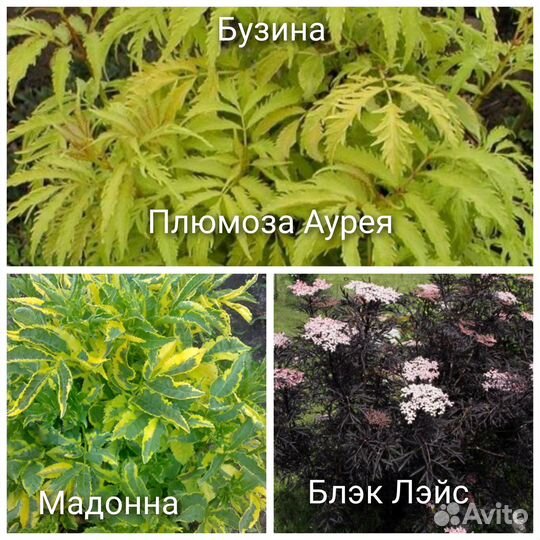 Бересклеты, Бузина,Флоксы,Герань