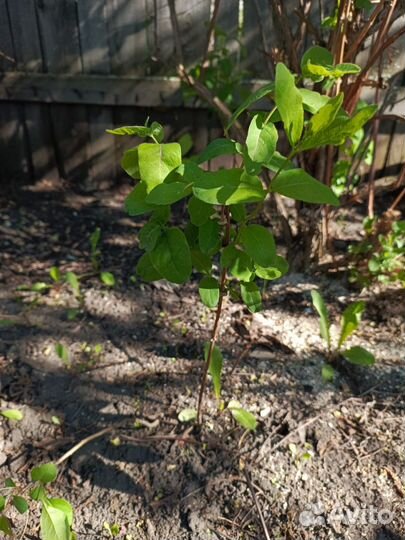 Саженцы жимолости