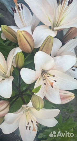 Цветы лилии луковицы