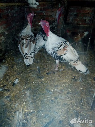 Продажа индюков