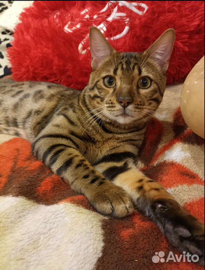 Вязка Бенгальского кота