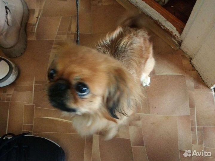 Вязка пекинес