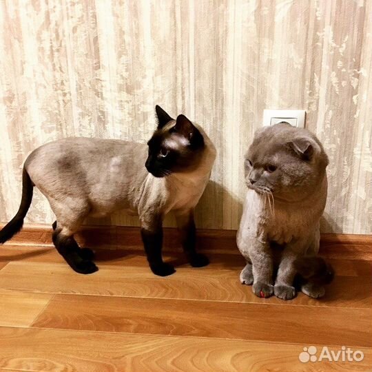 Стрижка кошек с выездом