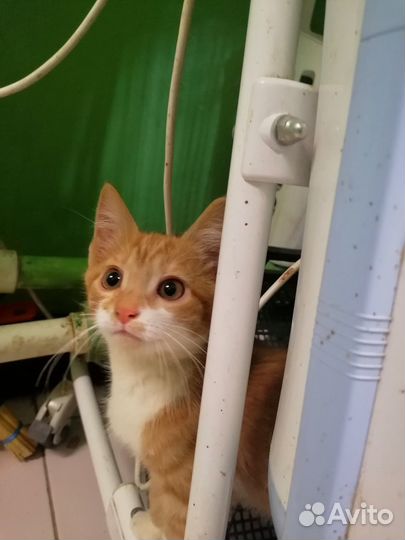 Рыжий котенок в добрые руки