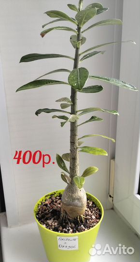 Адениум обесум