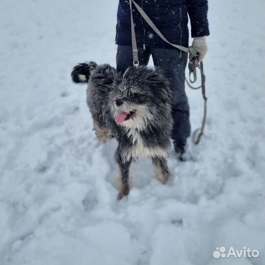 Пес в добрые руки