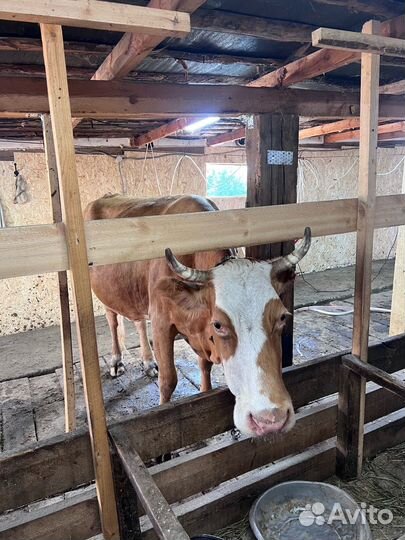 Корова стельная дойная