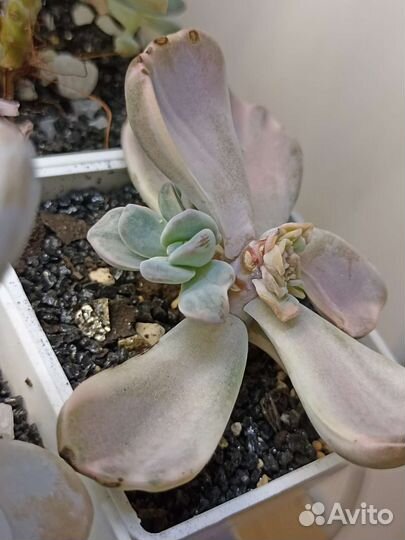 Вариегантные суккуленты