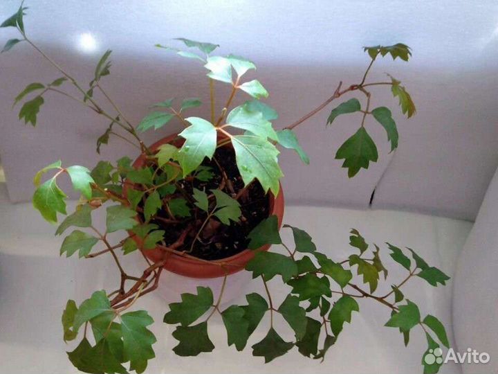 Циссус Элен Даника