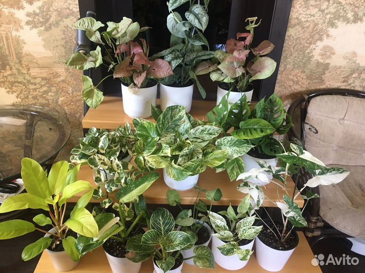 Комнатные цветы